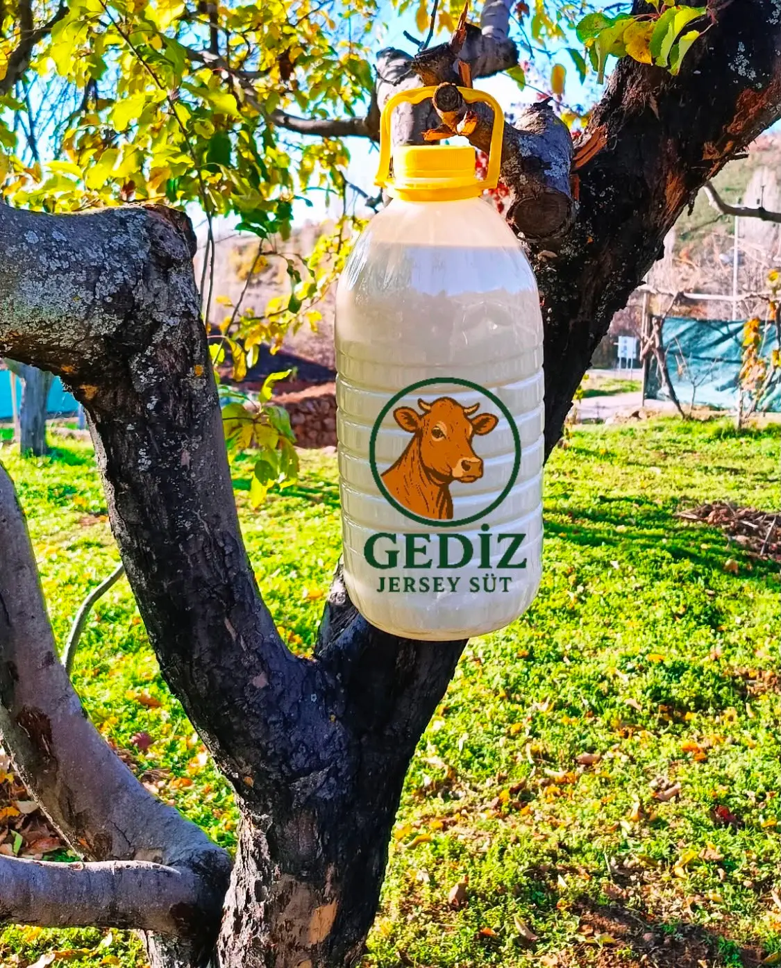 Gediz Jersey Sütü